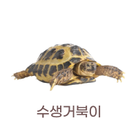 수생거북이