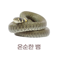 온순한 뱀
