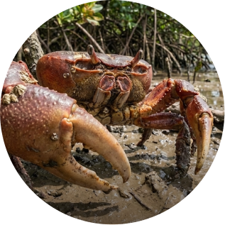 동화데이 아이언크랩