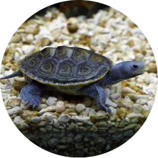 양치기 테라핀 거북이